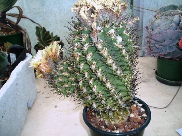 Neoporteria